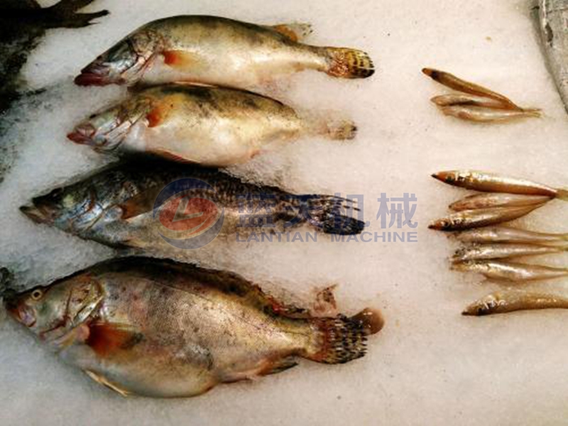 fish cold storage freezing effect