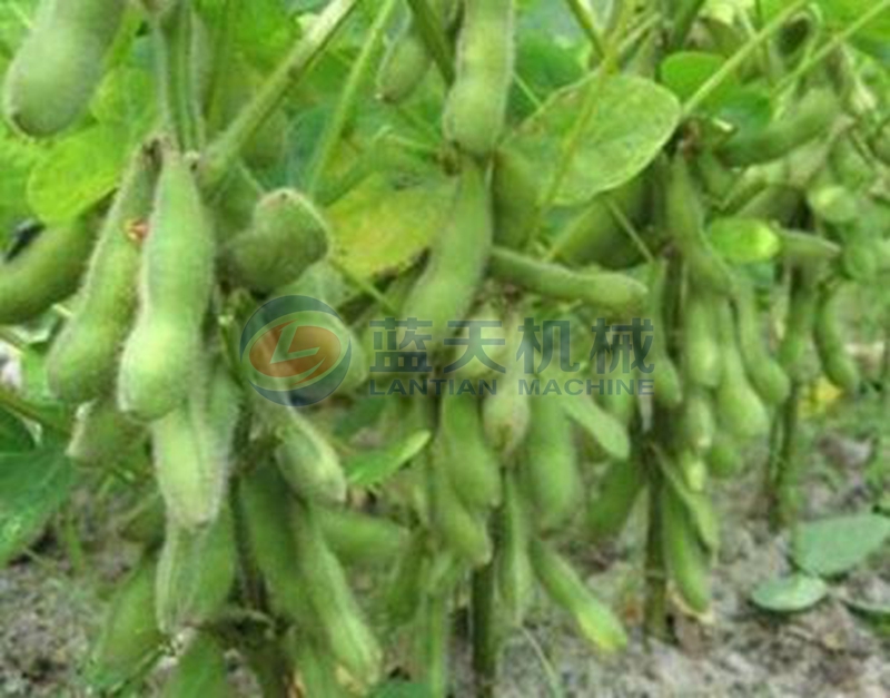 soybean before drying