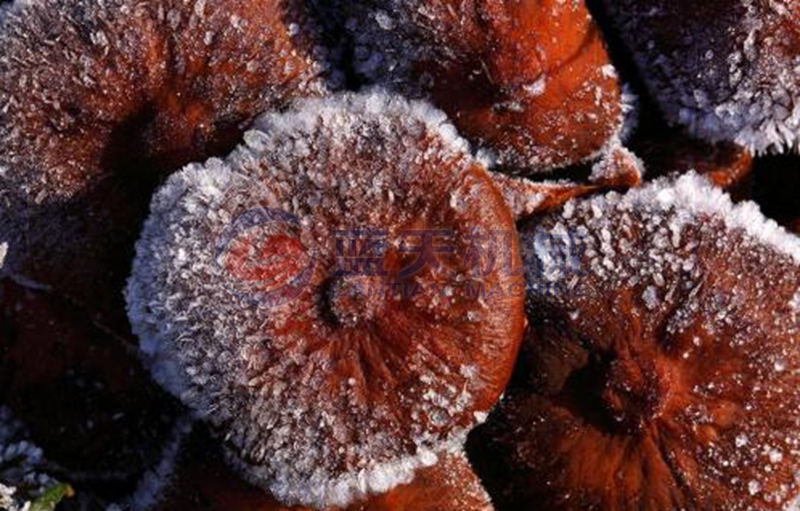 mushroom cold storage freezing effect
