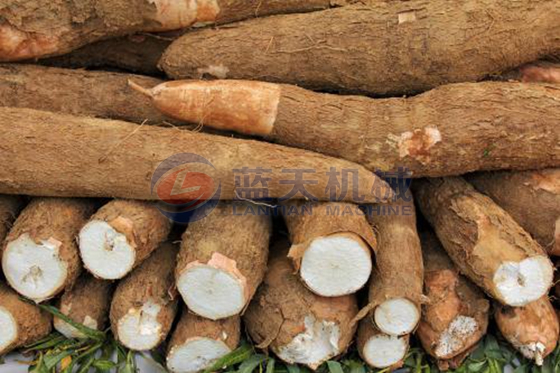 cassava before slice