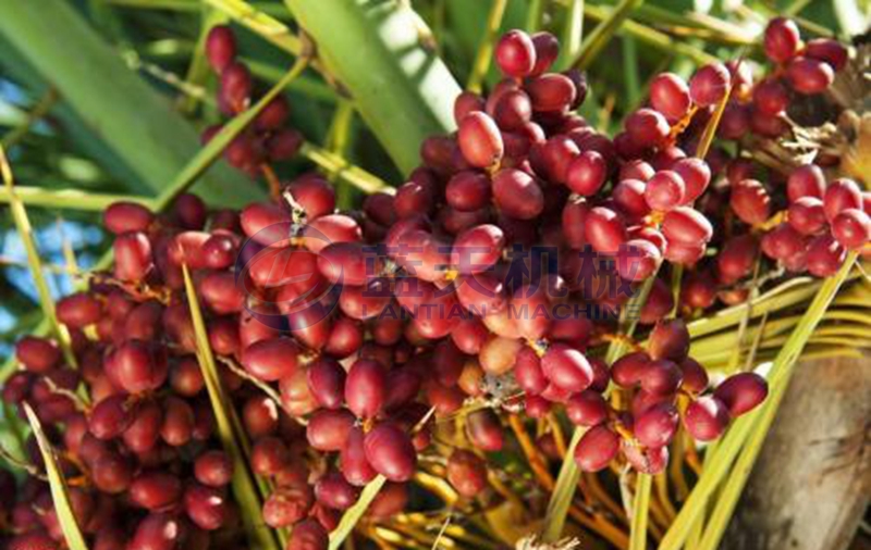 dates palm before pitting 