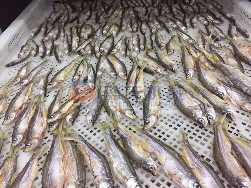 Malaysian Fish Drying Scene