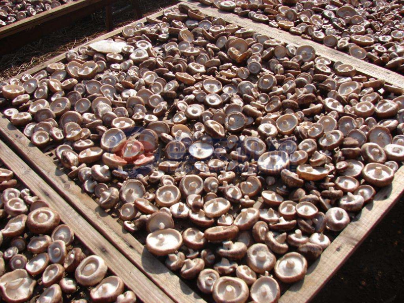 Philippine Mushroom Drying Scene