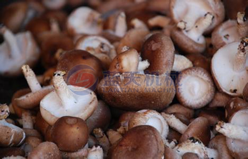 mushroom drying process